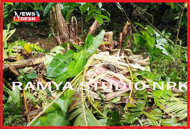 *ನೆಲಜಿ ಗ್ರಾಮದಲ್ಲಿ ಕಾಡಾನೆಗಳ ದಾಂಧಲೆ*