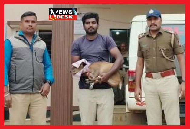 *ಪಟ್ಟಣಕ್ಕೆ ಬಂದ ಕಾಡು ಕುರಿ*