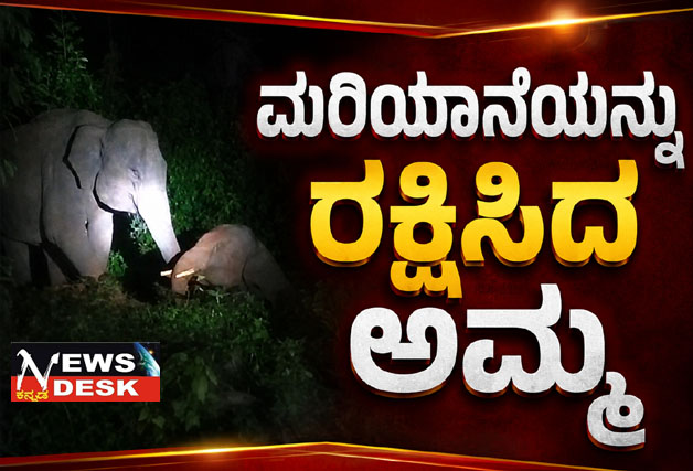 *ಸೆಫ್ಟಿಕ್ ಟ್ಯಾಂಕಿಗೆ ಬಿದ್ದ ಮರಿ ಆನೆ : ತಾಯಾನೆಯಿಂದ ರಕ್ಷಣೆ*