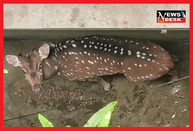 *ವಿರಾಜಪೇಟೆ : ಕಟ್ಟಡದ ಹಿಂಭಾಗ ಸಿಲುಕಿದ್ದ ಜಿಂಕೆಯ ರಕ್ಷಣೆ*