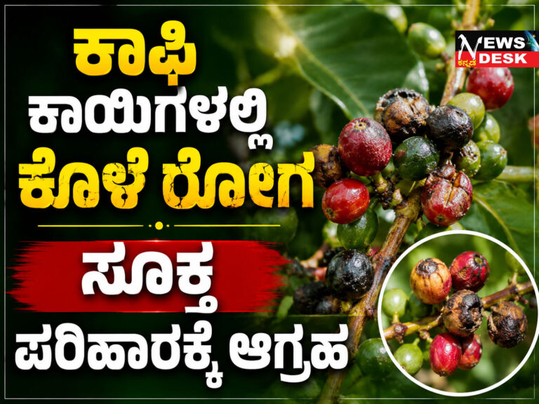 *ಕಾಫಿ ಕಾಯಿಗಳಲ್ಲಿ ಕೊಳೆ ರೋಗ ಸೂಕ್ತ ಪರಿಹಾರಕ್ಕೆ ಆಗ್ರಹ*