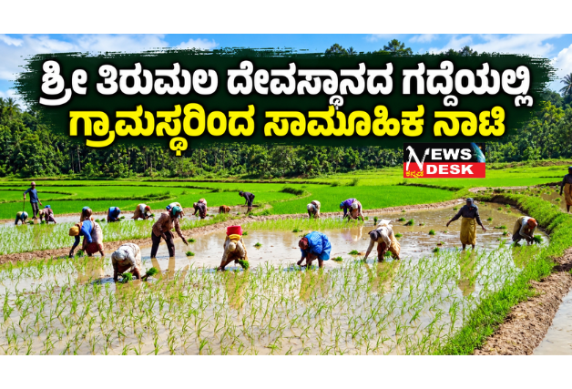 *ಶ್ರೀ ತಿರುಮಲ ದೇವಸ್ಥಾನದ ಗದ್ದೆಯಲ್ಲಿ ಗ್ರಾಮಸ್ಥರಿಂದ ಸಾಮೂಹಿಕ ನಾಟಿ*