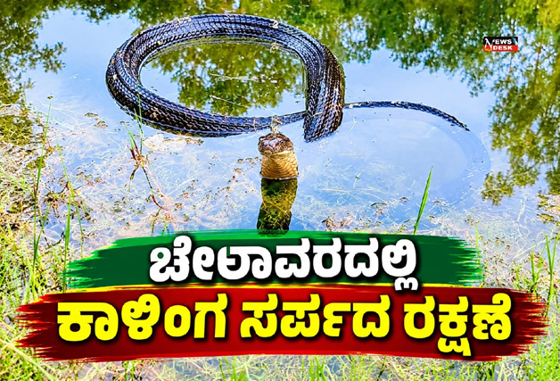 ಚೇಲಾವರದಲ್ಲಿ ಕಾಳಿಂಗ ಸರ್ಪದ ರಕ್ಷಣೆ